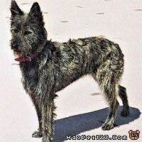 收藏狗狗的图片,收藏宠物集