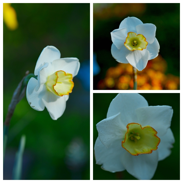 水仙花卉美图,植物水仙子图片