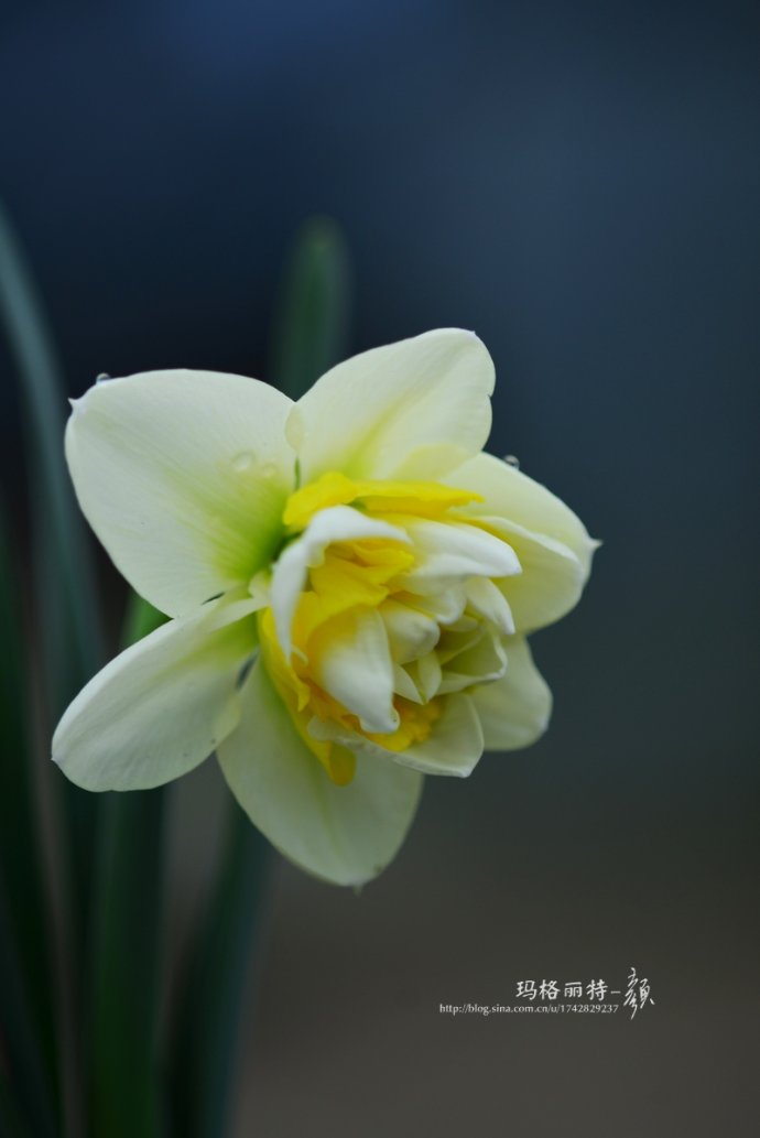 水仙花卉美图,植物水仙子图片