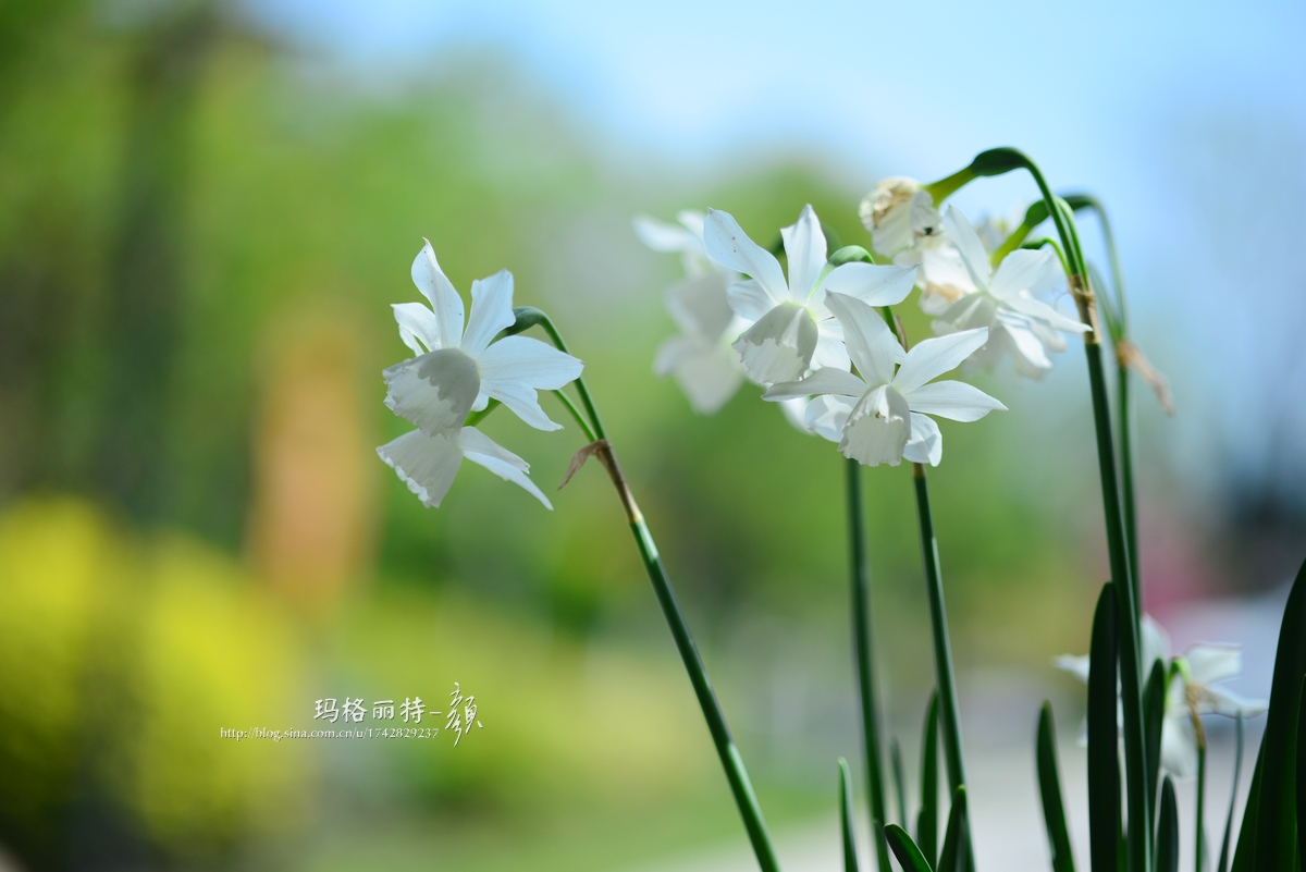 水仙花卉美图,植物水仙子图片