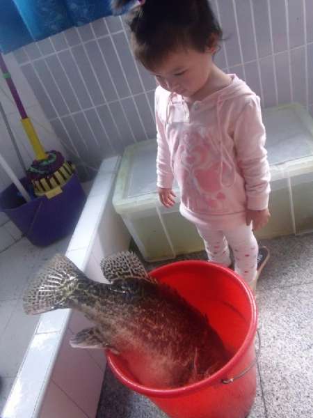 牛人自制钓鲢鱼饵,自制鱼竿钓七星鱼