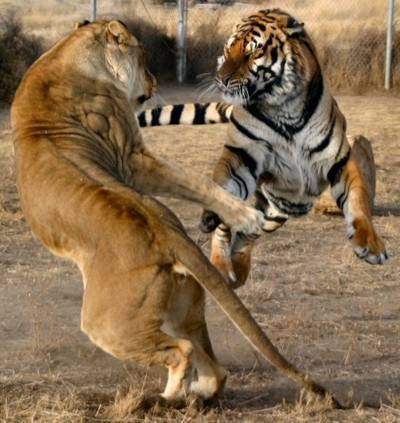 在野外遇到狮子怎么逃生,花豹遇到老虎后生还几率有多大呢