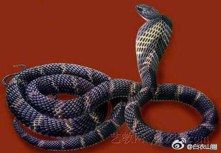 防蛇安全小知识,防蛇