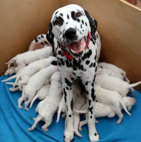 狗狗品种收集大全,收藏狗狗