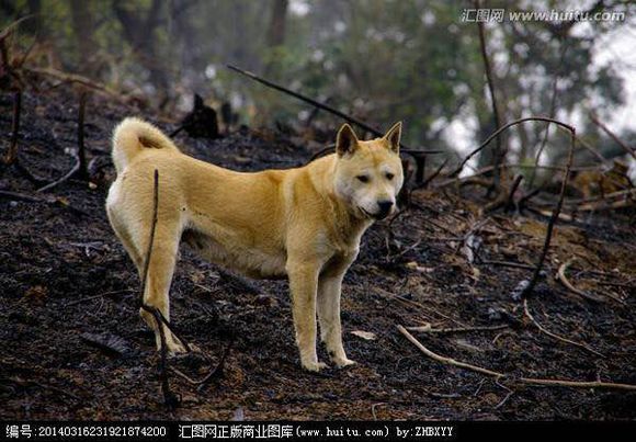 狗狗品种收集大全,收藏狗狗