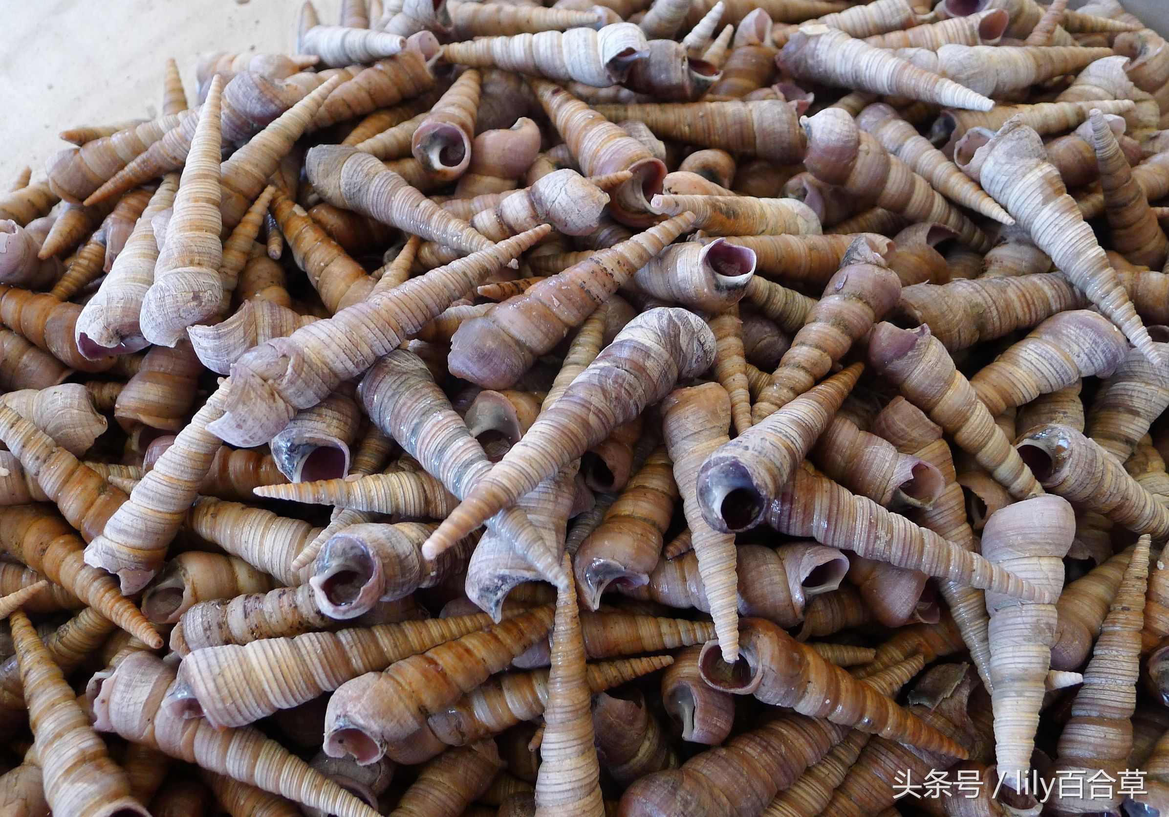 哪些海鲜可以带回家,回家路上可以带海鲜吗