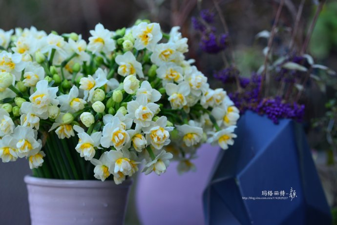 水仙花卉美图,植物水仙子图片