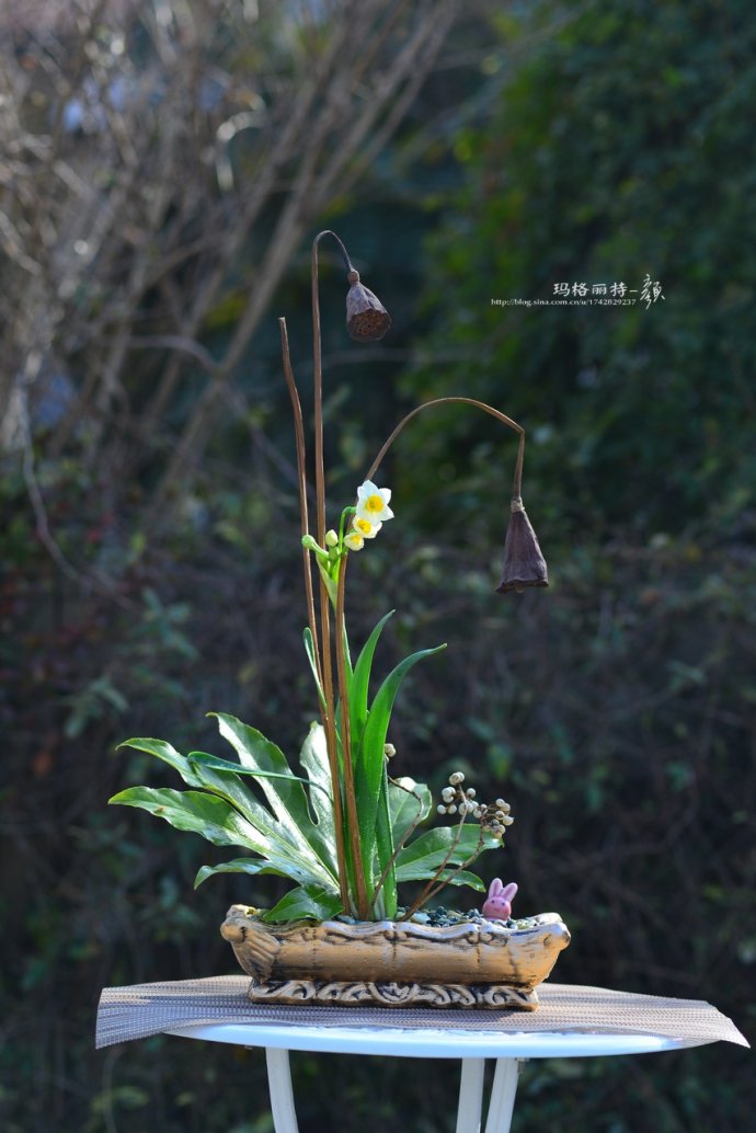 水仙花卉美图,植物水仙子图片