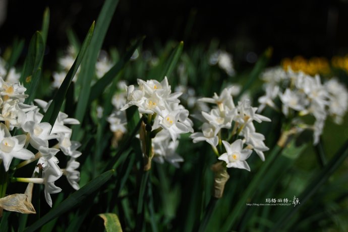 水仙花卉美图,植物水仙子图片