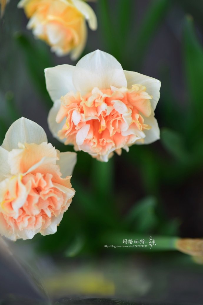 水仙花卉美图,植物水仙子图片