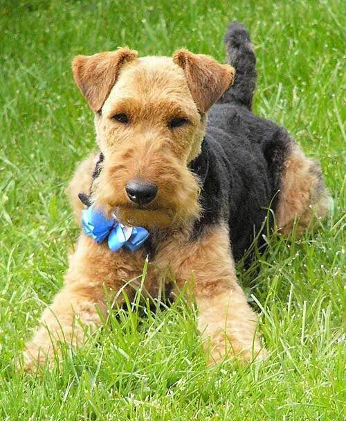 狗狗品种收集大全,收藏狗狗