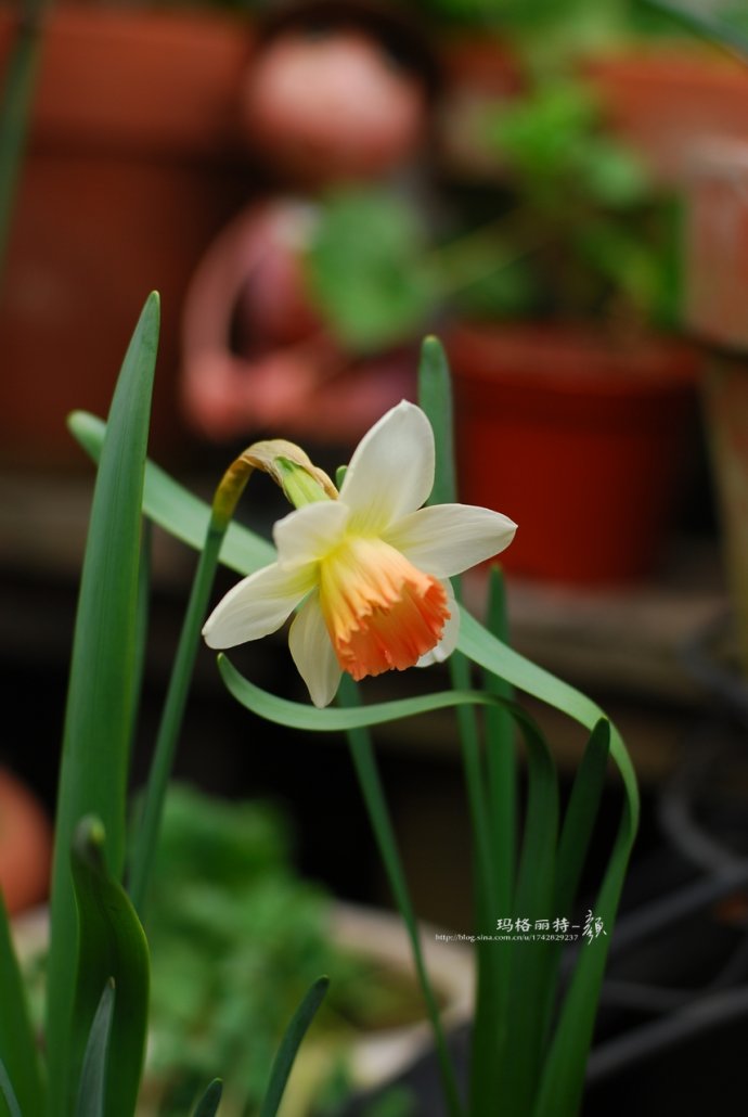 水仙花卉美图,植物水仙子图片