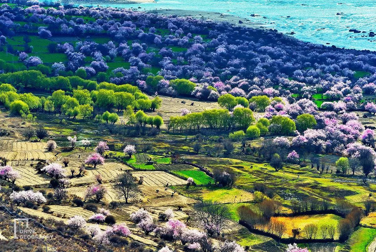 连联合国都赞不绝口的百里桃花，你真的不带她看一下吗？