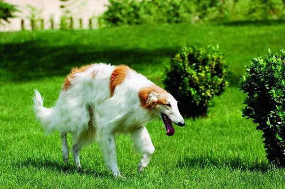 收藏狗狗的图片,收藏宠物集