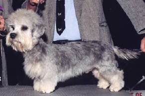 收藏狗狗的图片,收藏宠物集