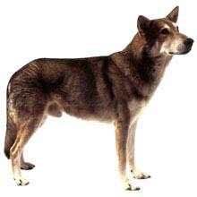 收藏狗狗的图片,收藏宠物集