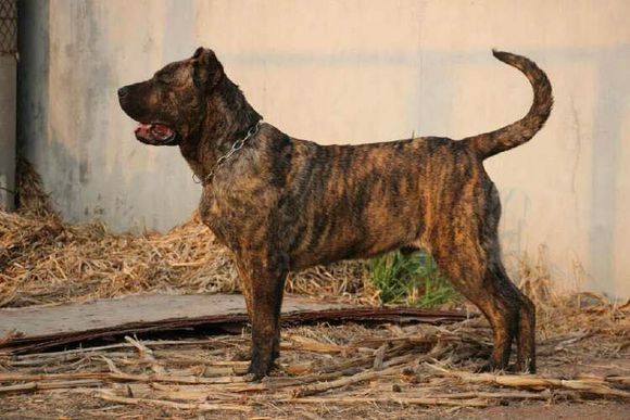 收藏狗狗的图片,收藏宠物集