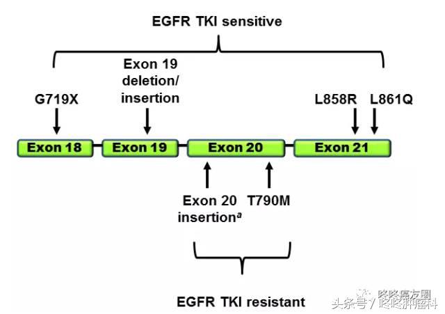 肺腺癌基因种类和相对应的靶向药,肺癌基因没有突变靶向药有效果吗