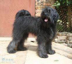 收藏狗狗的图片,收藏宠物集