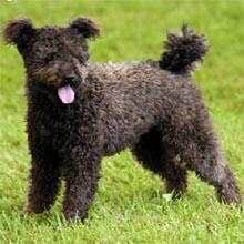 收藏狗狗的图片,收藏宠物集