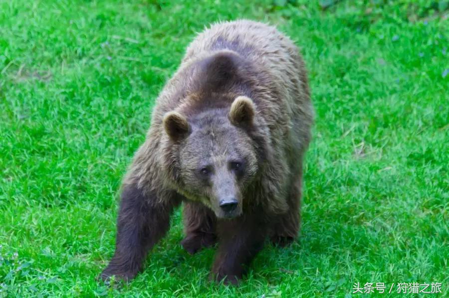 全球最具吸引力的狩猎圣地，加入高人一等的国际猎人组织！