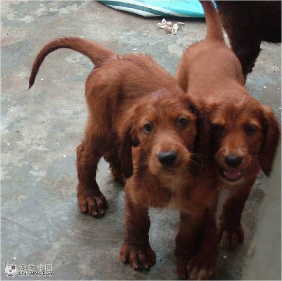 狗狗品种收集大全,收藏狗狗