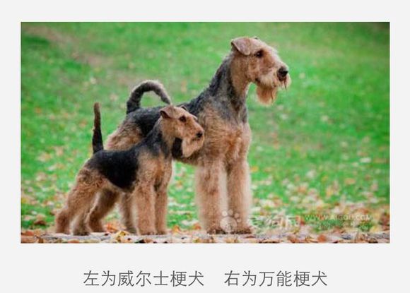 狗狗品种收集大全,收藏狗狗