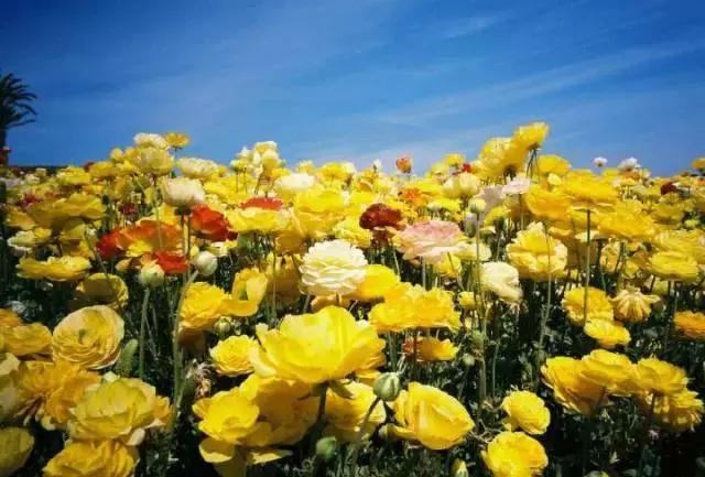 春天美甲2020显白小雏菊,春日小清新粉色系美甲