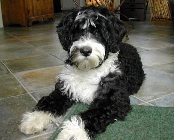 收藏狗狗的图片,收藏宠物集