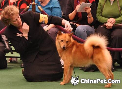 收藏狗狗的图片,收藏宠物集