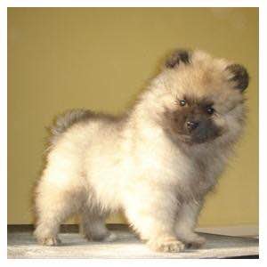 收藏狗狗的图片,收藏宠物集