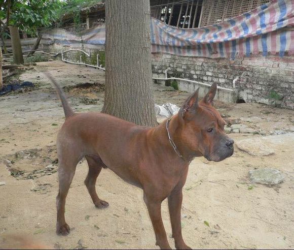 收藏狗狗的图片,收藏宠物集