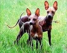 收藏狗狗的图片,收藏宠物集