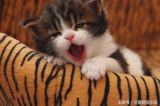 用心爱护小猫,用心照顾小猫咪