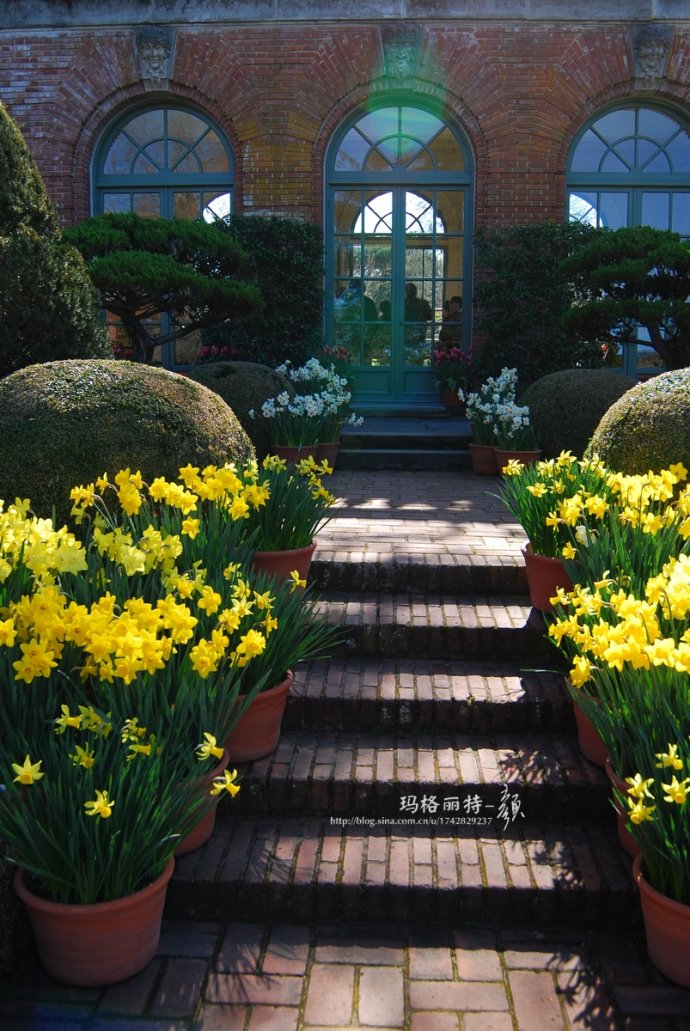 水仙花卉美图,植物水仙子图片