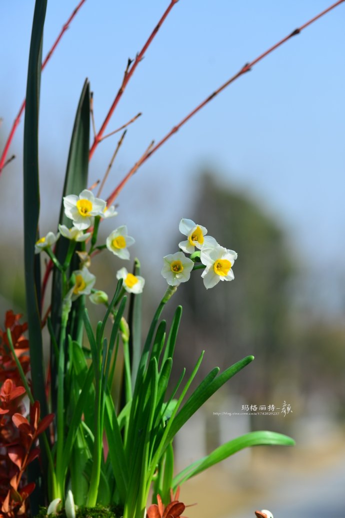 水仙花卉美图,植物水仙子图片