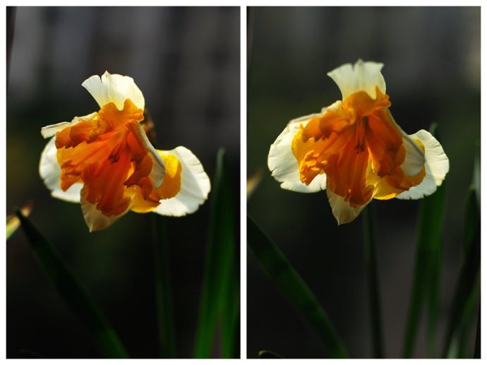 水仙花卉美图,植物水仙子图片