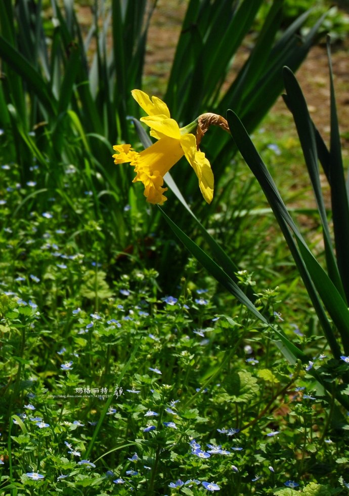 水仙花卉美图,植物水仙子图片