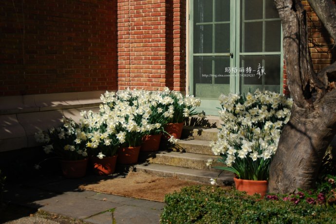 水仙花卉美图,植物水仙子图片
