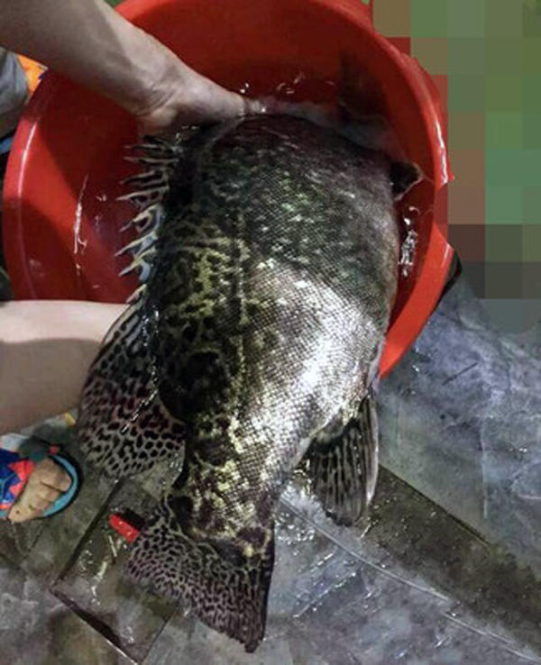 牛人自制钓鲢鱼饵,自制鱼竿钓七星鱼