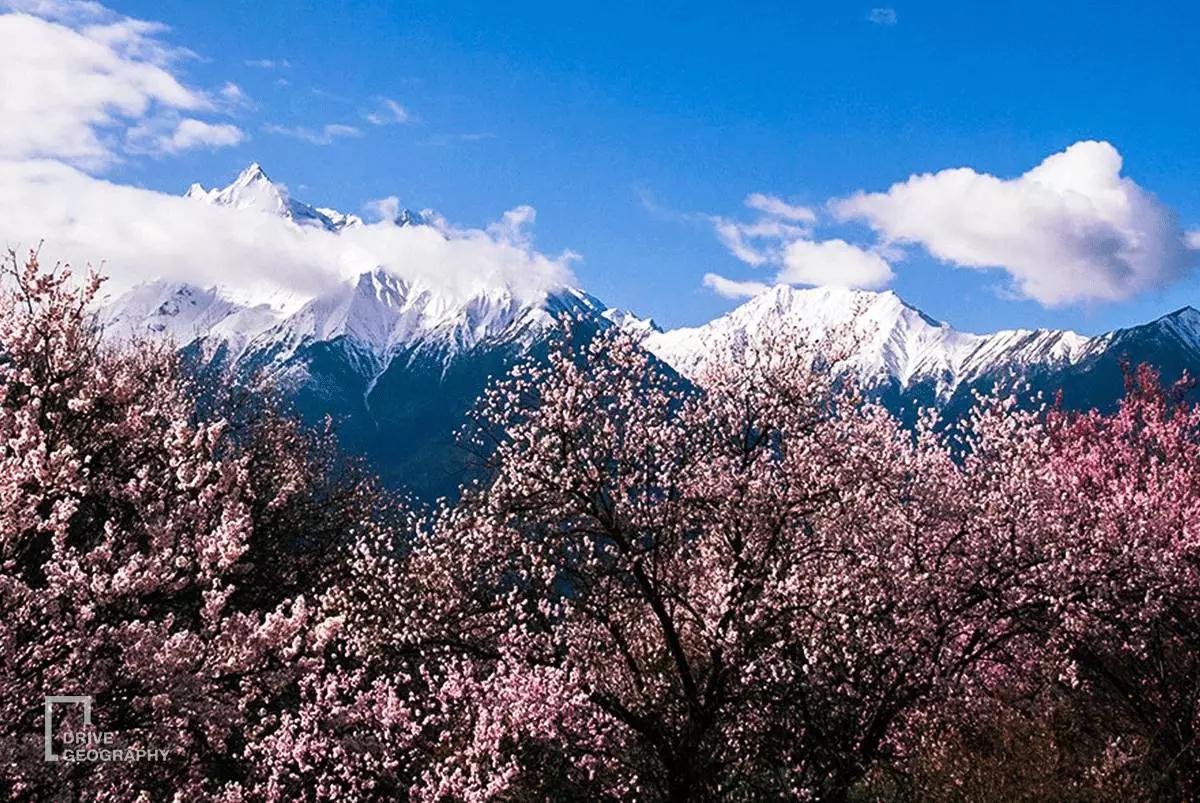 连联合国都赞不绝口的百里桃花，你真的不带她看一下吗？