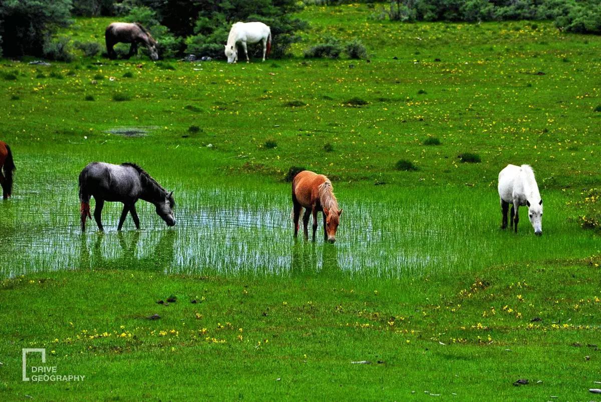 连联合国都赞不绝口的百里桃花，你真的不带她看一下吗？