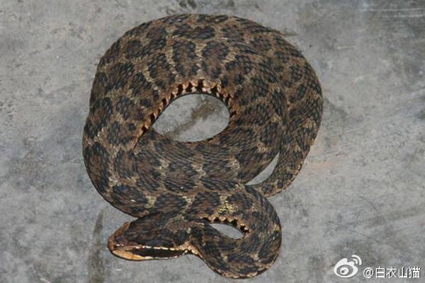 防蛇安全小知识,防蛇