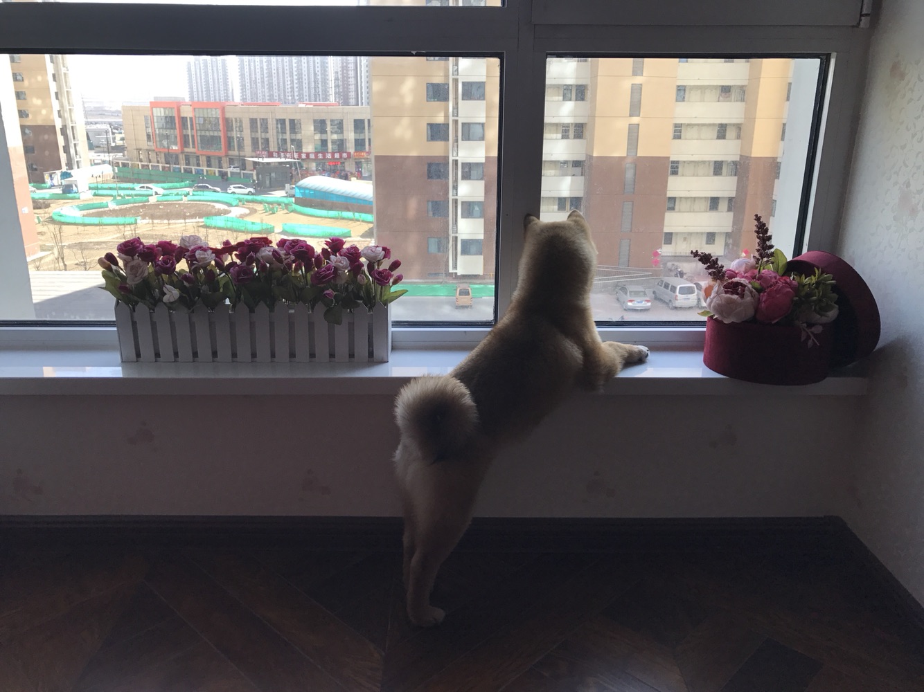 成精的那位，我家的招待可以吧