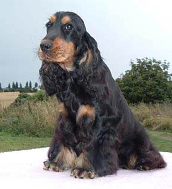 狗狗品种收集大全,收藏狗狗