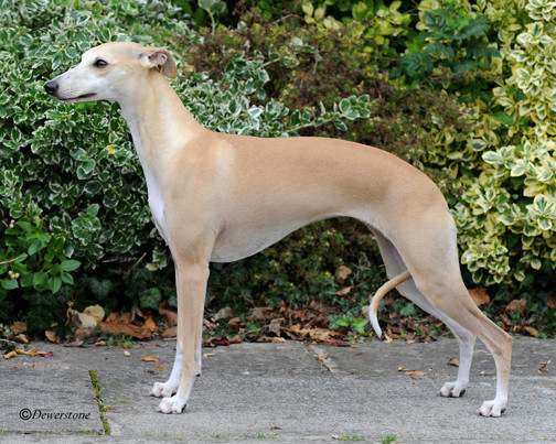 狗狗品种收集大全,收藏狗狗