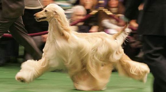 狗狗品种收集大全,收藏狗狗