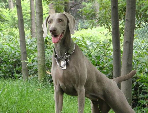 狗狗品种收集大全,收藏狗狗