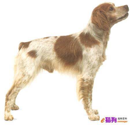 狗狗品种收集大全,收藏狗狗