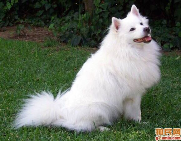 收藏狗狗的图片,收藏宠物集